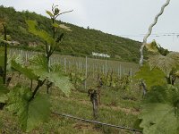 2015 Wein 182